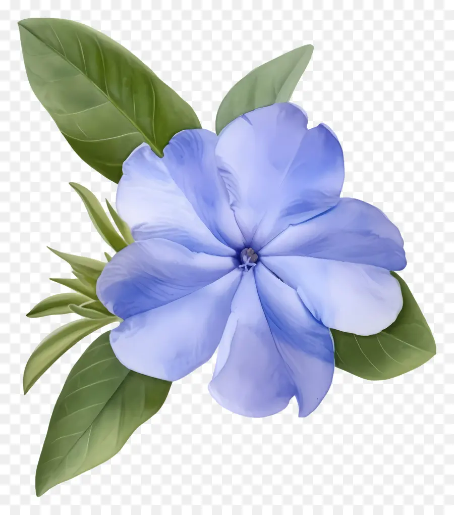 Babys Breath Flower，Fleurs Bleues PNG