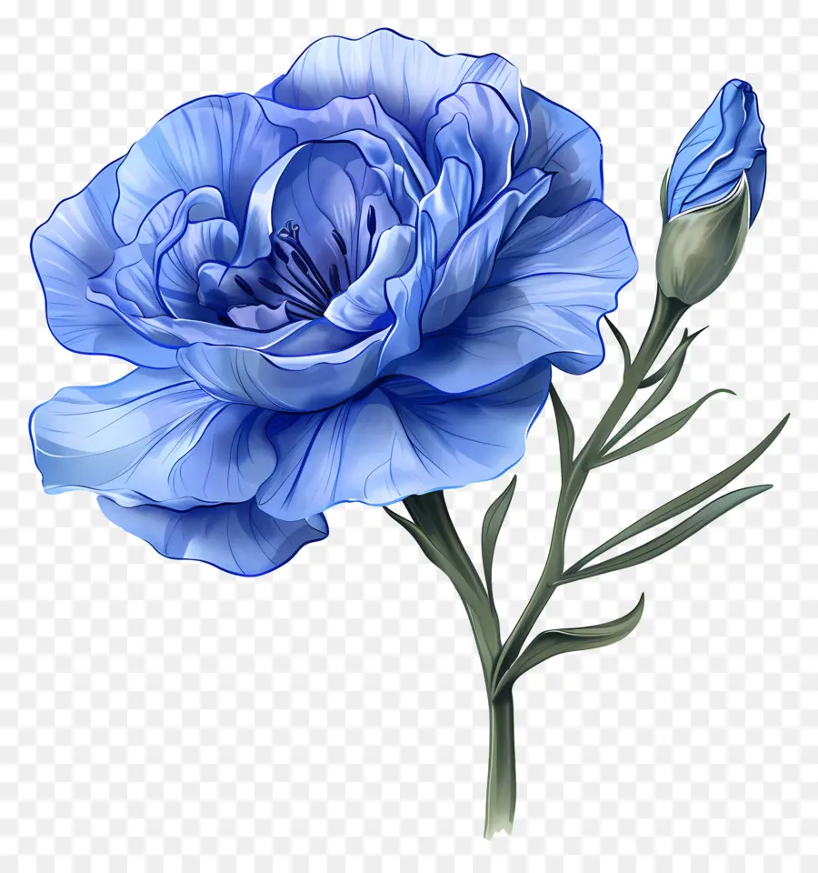 Lisianthus Bleu，Fleur De L'embarnation Bleue PNG