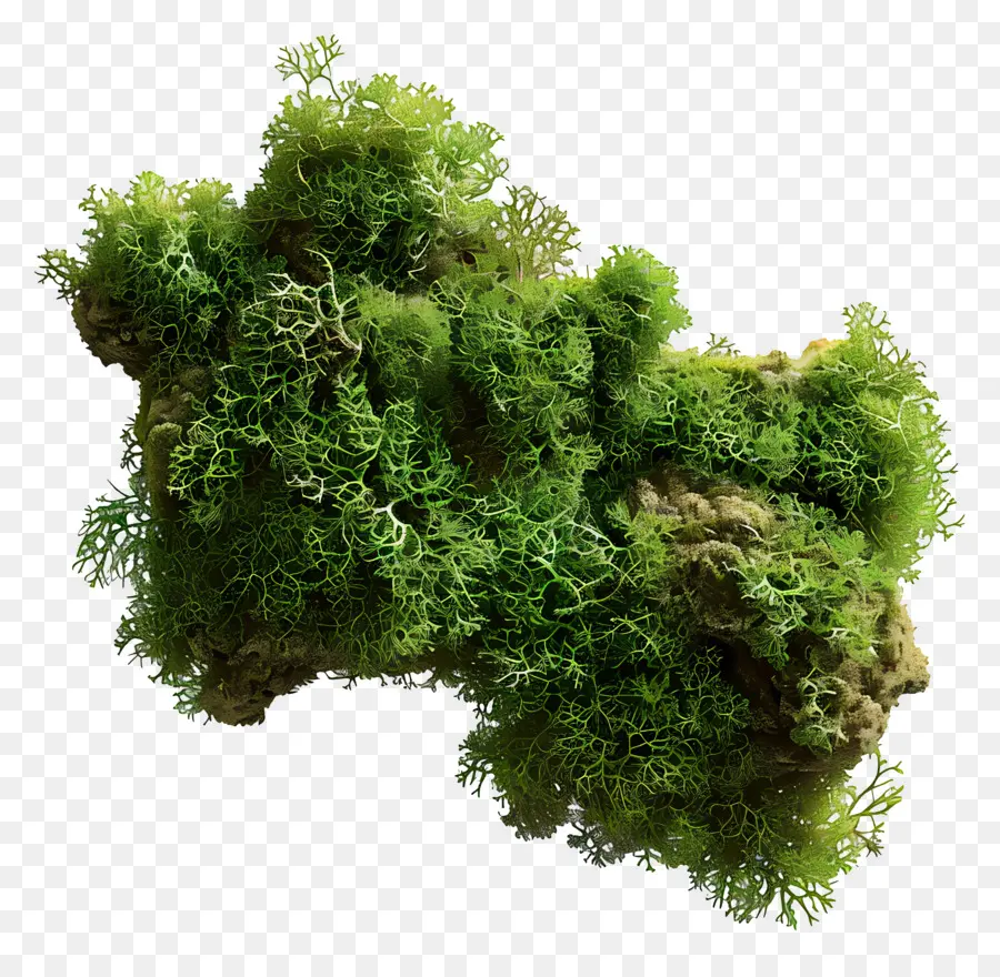 Vert Mousse，Moss PNG
