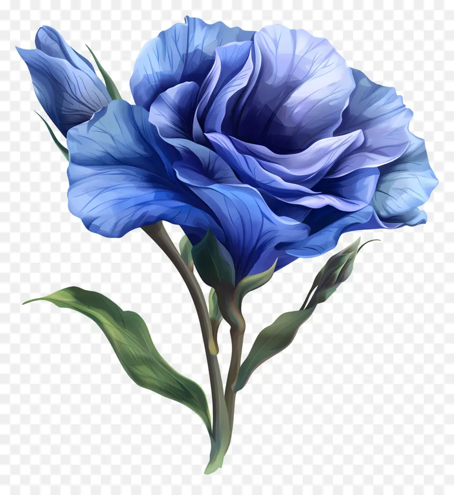 Lisianthus Bleu，Rose Bleue PNG