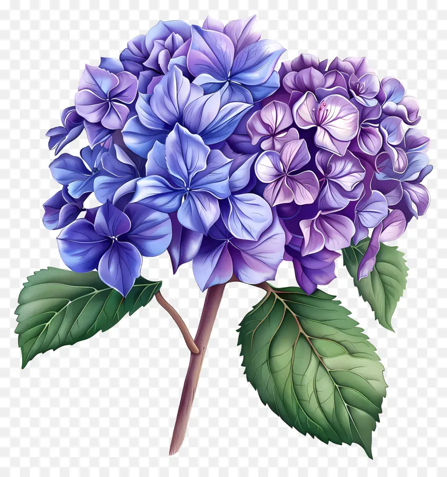 Hortensia Violet，Fleurs Violettes Et Bleues PNG