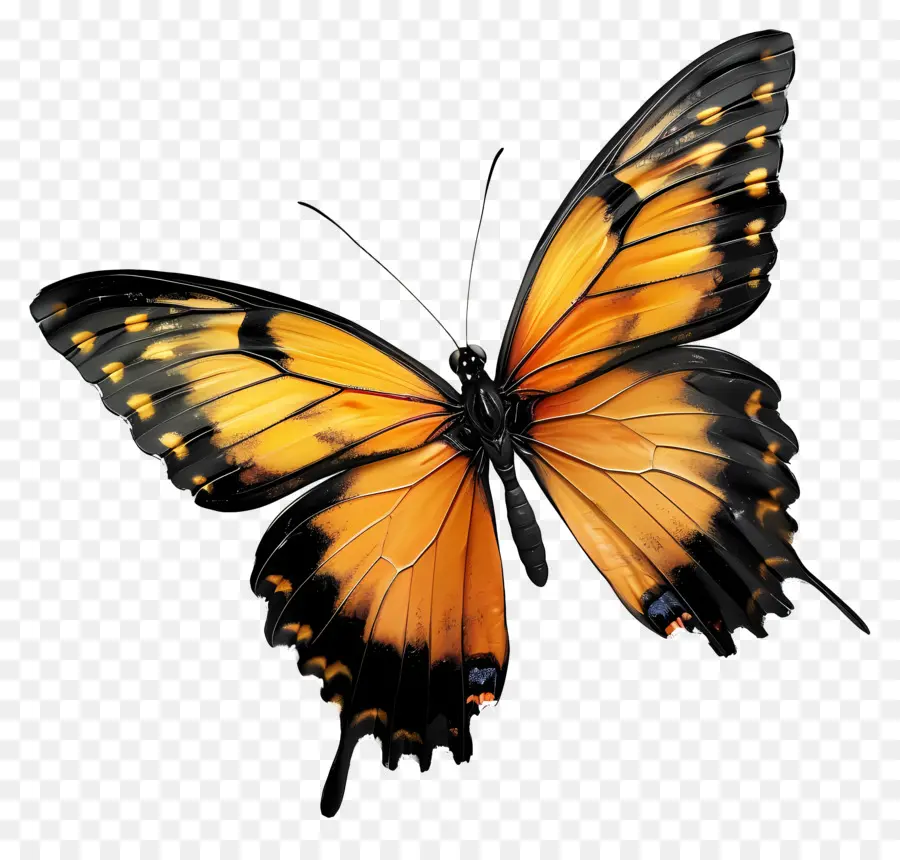 Papillon，Orange PNG