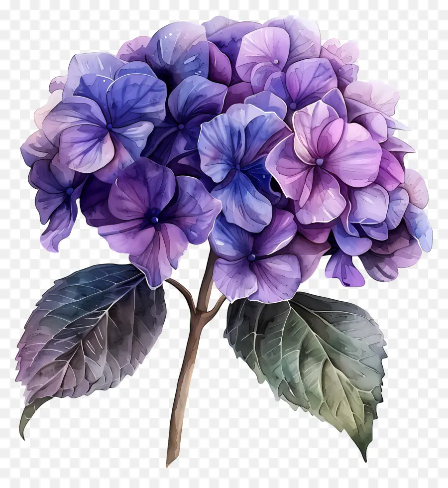 Hortensia Violet，Peinture à L'aquarelle PNG