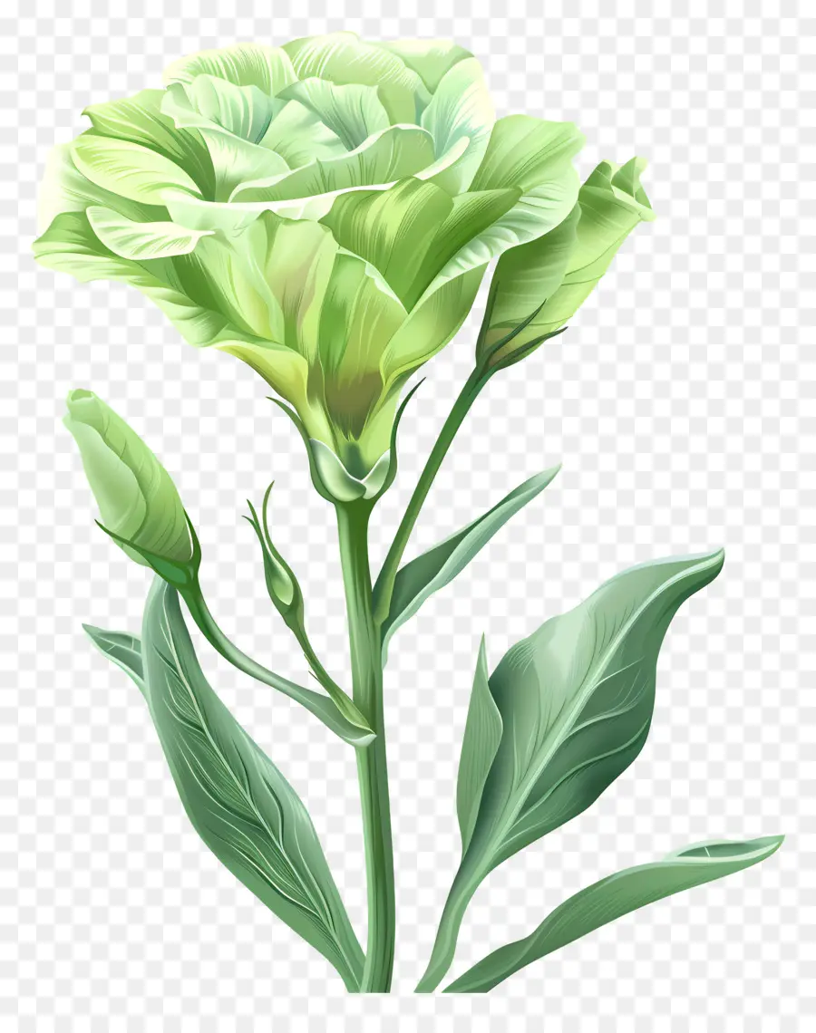 Fleur De Lisianthus Vert，La Fleur Vert PNG