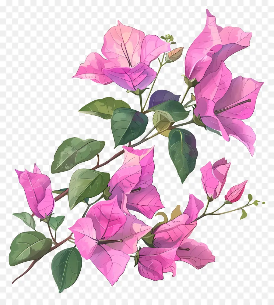 Fleurs De Bougainvilliers，Gouras Roses PNG