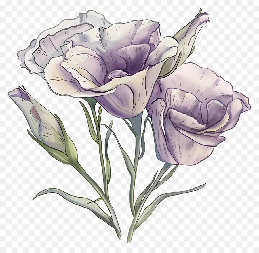 Fleur Lisianthus，Fleurs Pourpres PNG