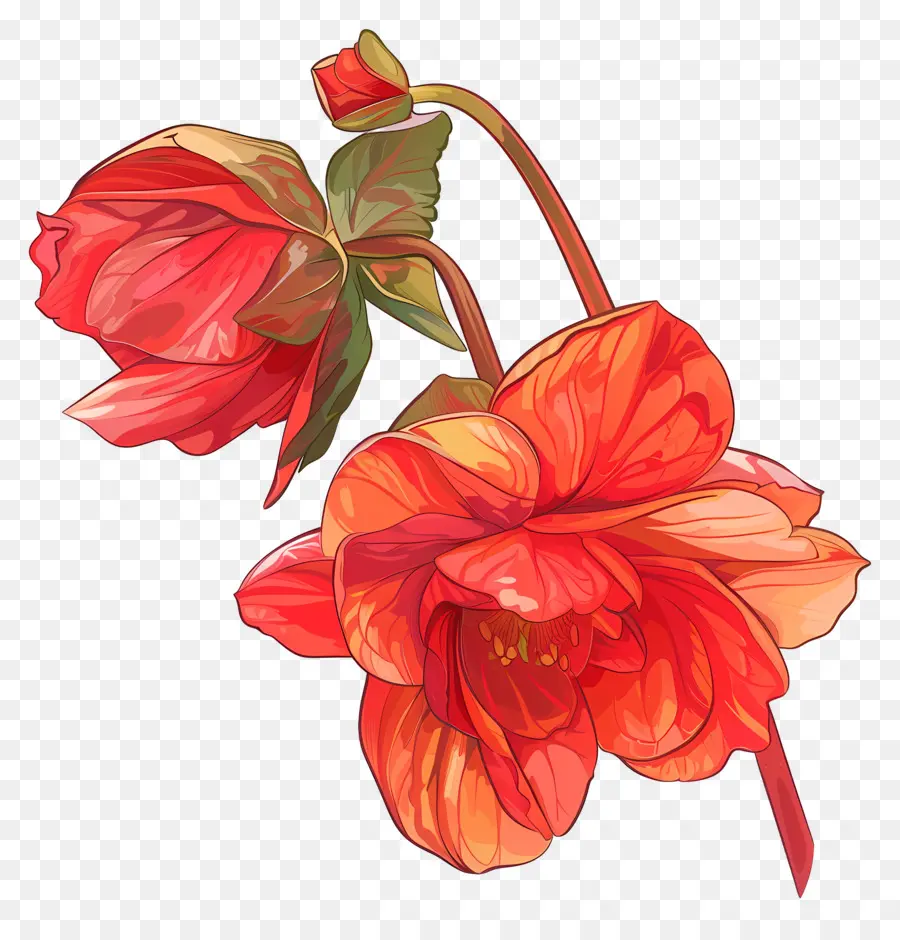 Bégonia Fleur，Fleurs Rouges PNG