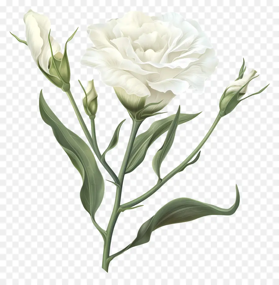 Lisianthus Blanc，Rose Blanche PNG