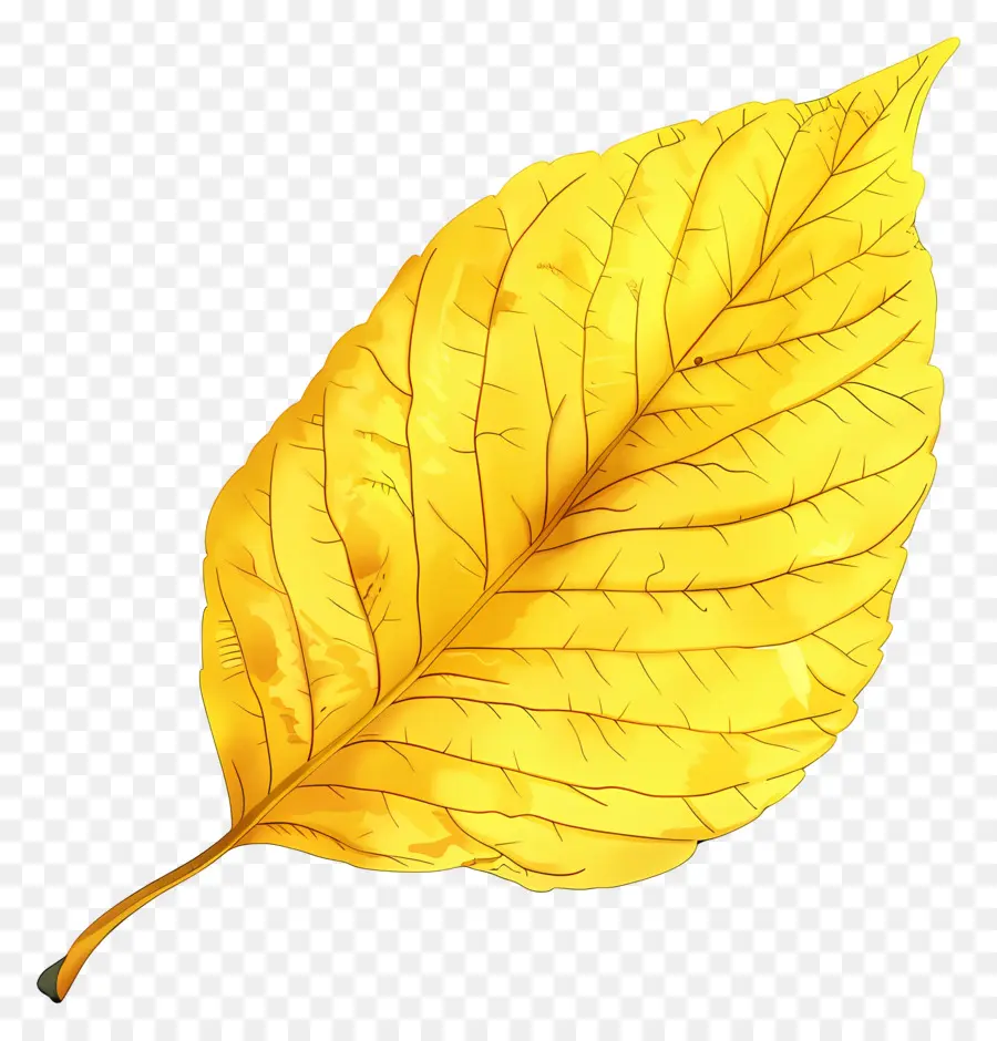 Clipart De La Feuille Jaune，Feuille PNG