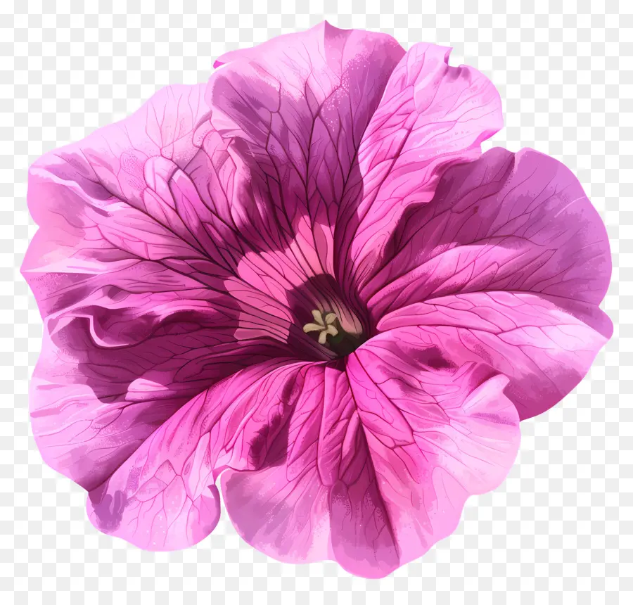 Fleur De Pétunia，Pétunia Rose PNG