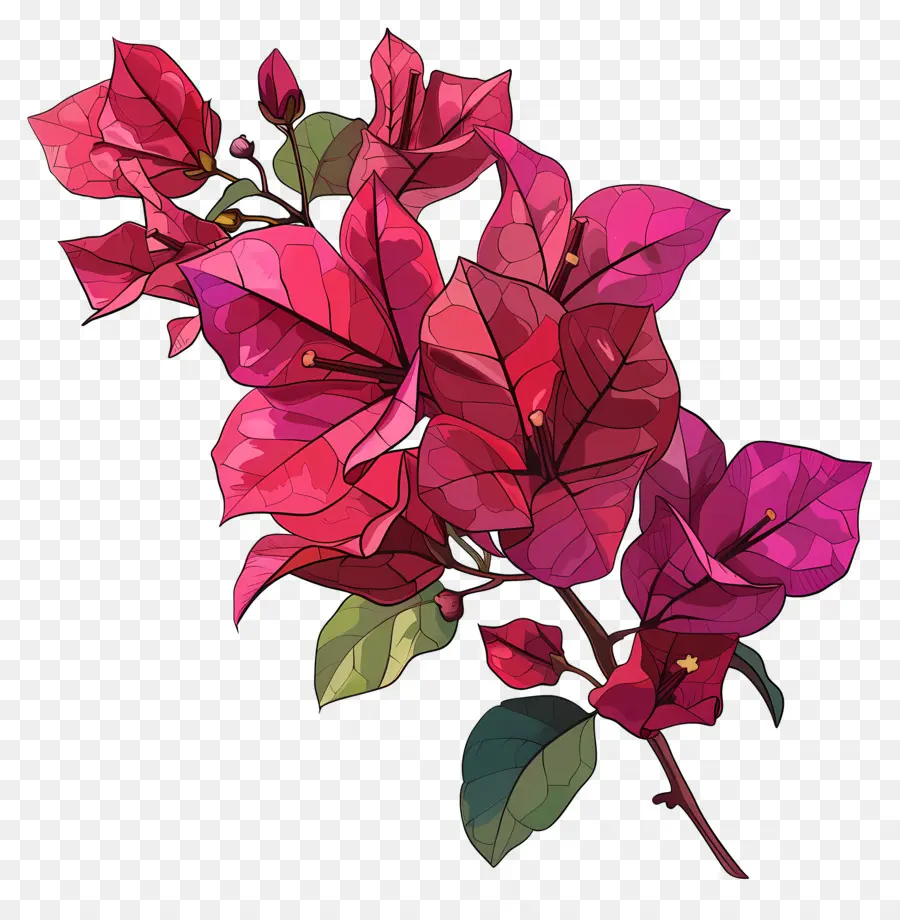 Fleur De Bougainvillier，Bougainvilliers Violets PNG