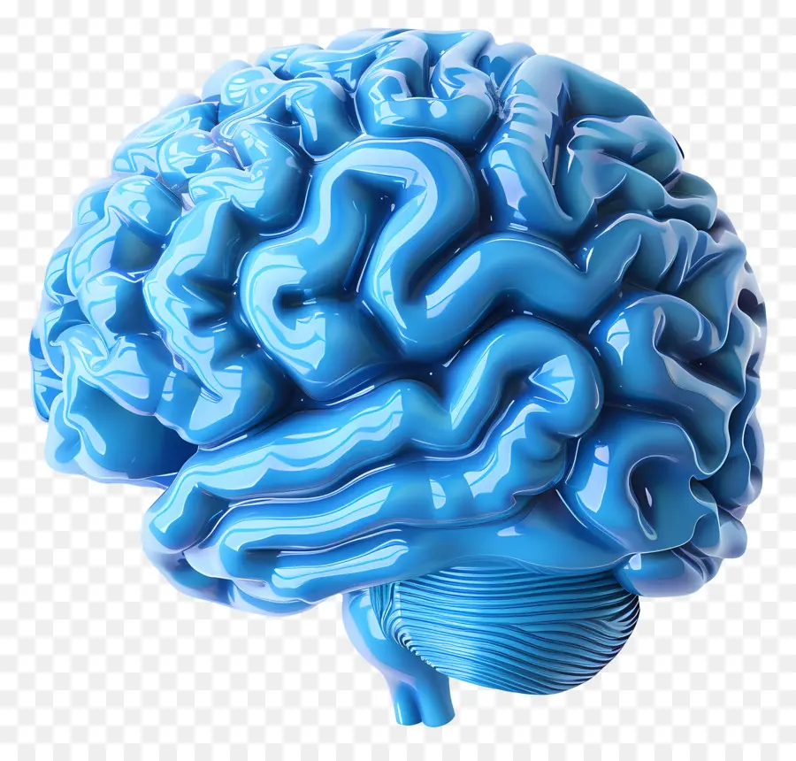 Cerveau Bleu，Modèle De Cerveau 3d PNG
