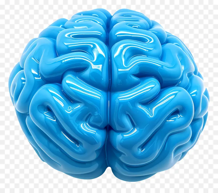 Cerveau Bleu，Le Cerveau Humain PNG