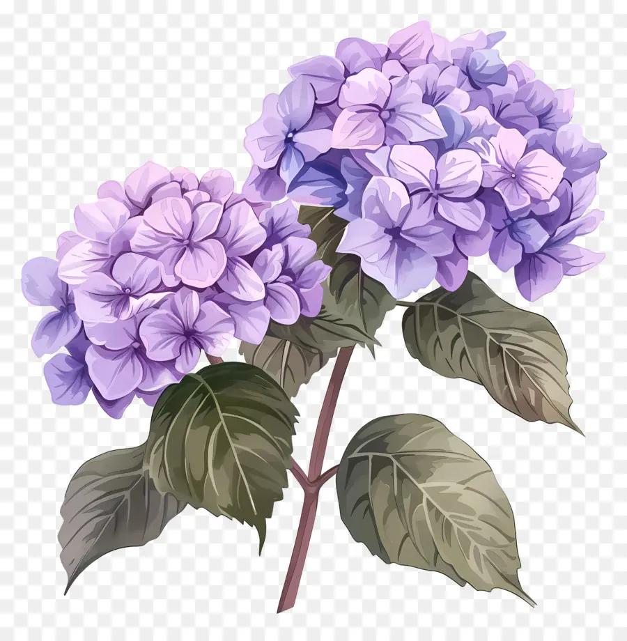 Hortensia Violet，Hortensia PNG