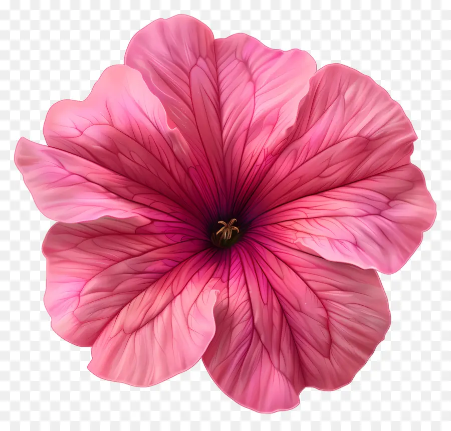 Fleur De Pétunia，Fleur Rose PNG