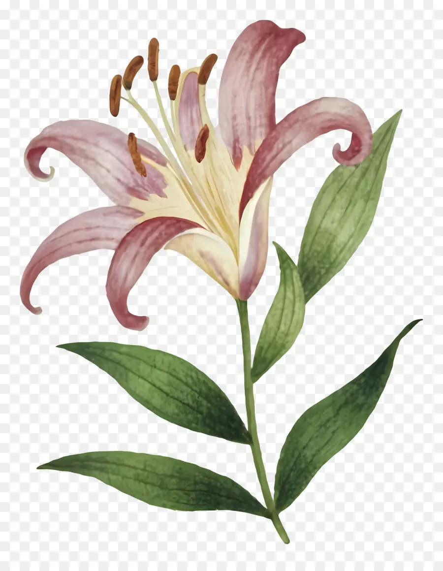 Lily Rose De La Vallée，Peinture à L'aquarelle PNG