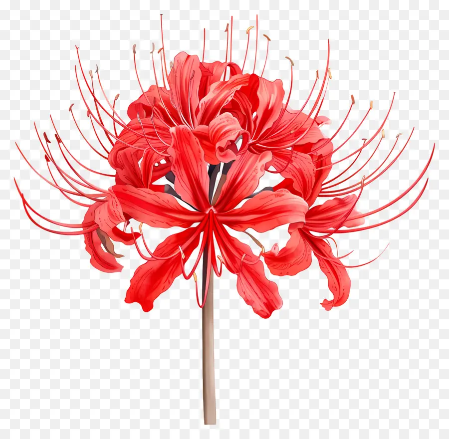 Lily Spider，Fleur Rouge PNG
