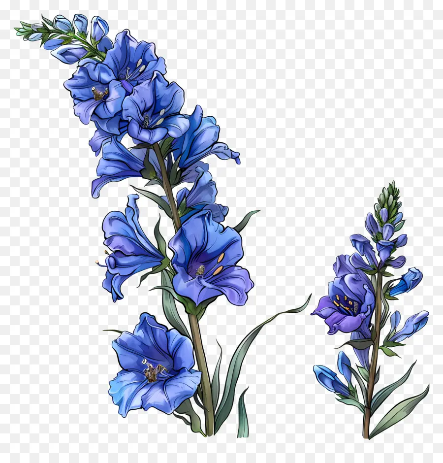 Fleur De Latérus，Fleurs Bleues PNG