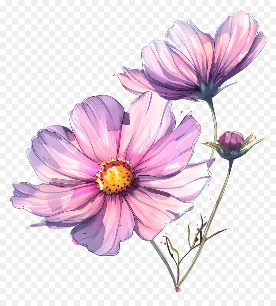 Cosmos Fleur，Fleurs Roses PNG
