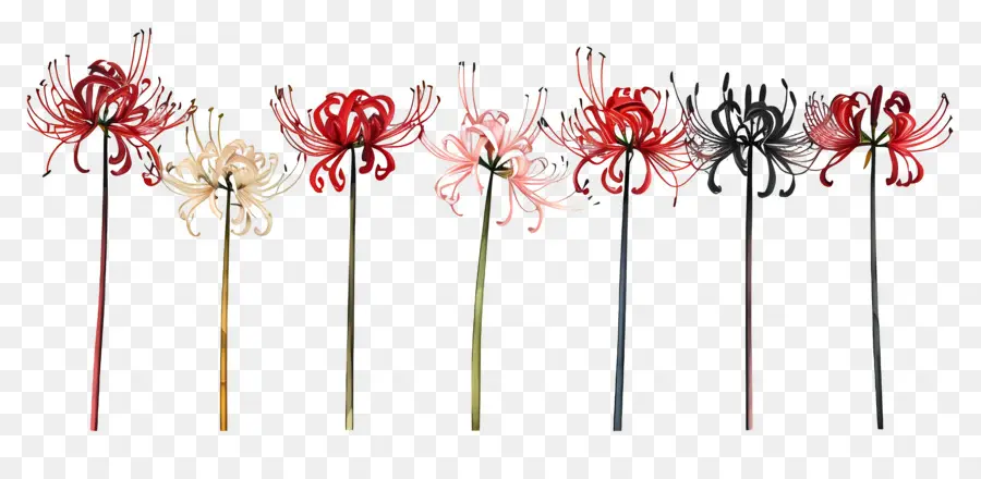 Lily Spider，Fleurs PNG