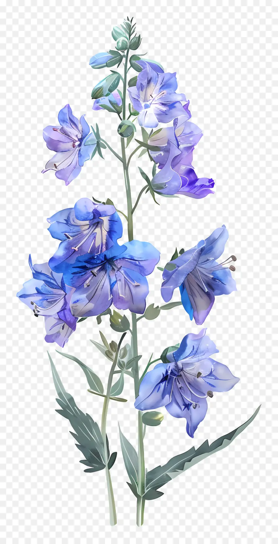 Fleur De Latérus，Fleur Bleue PNG