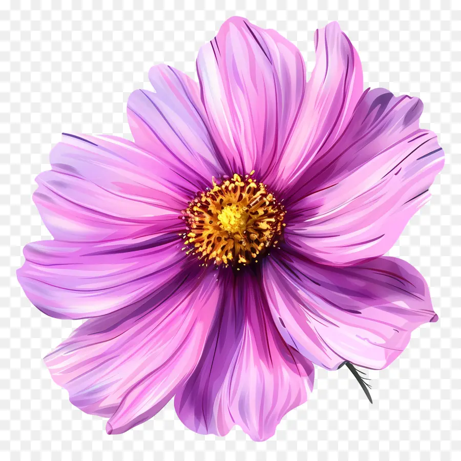 Cosmos Fleur，Fleur Rose PNG