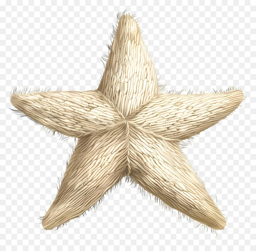 Étoiles，Les étoiles De Mer PNG