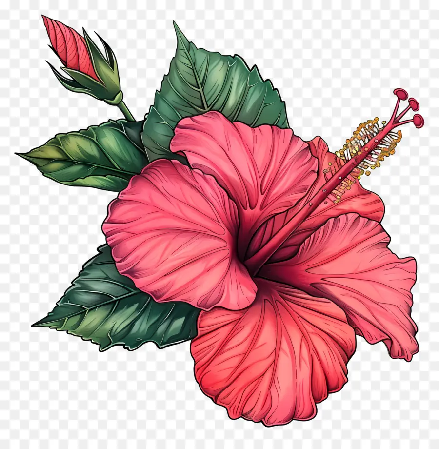 Moana Hibiscus，Rose Fleur D'hibiscus PNG