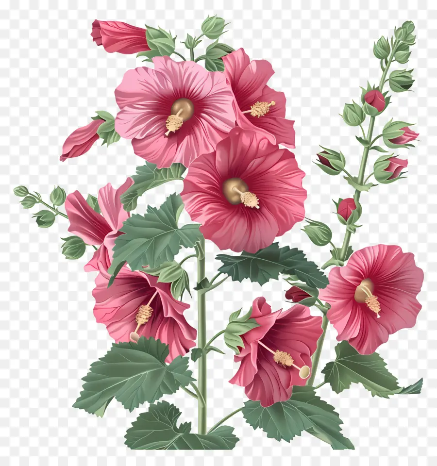 Rose Trémière，Fleur D'hibiscus PNG