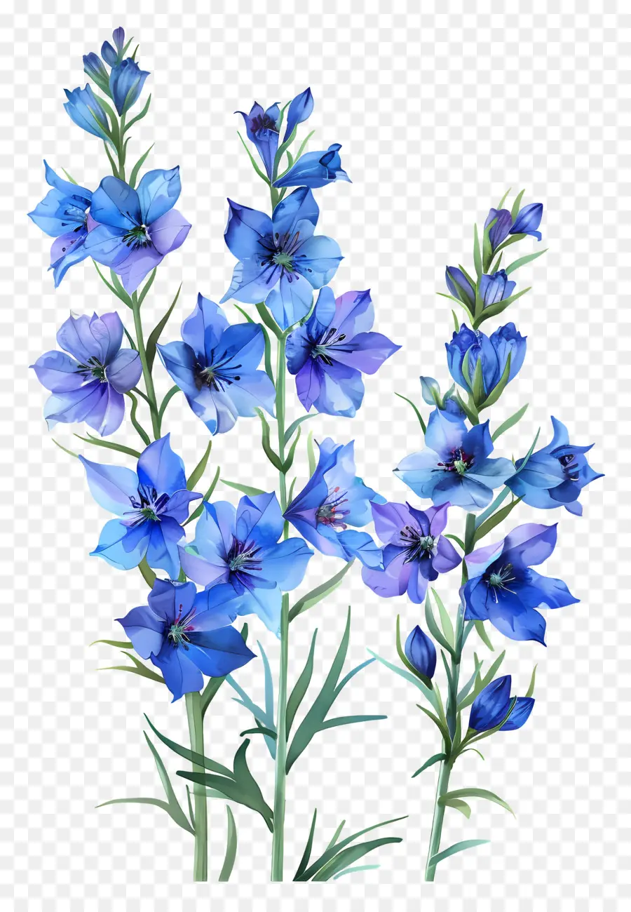 Fleur De Pied D'alouette，Fleurs Bleues PNG