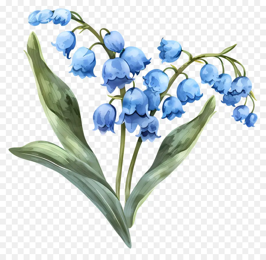 Lis Bleu De La Vallée，Fleurs De L'iris Bleu PNG
