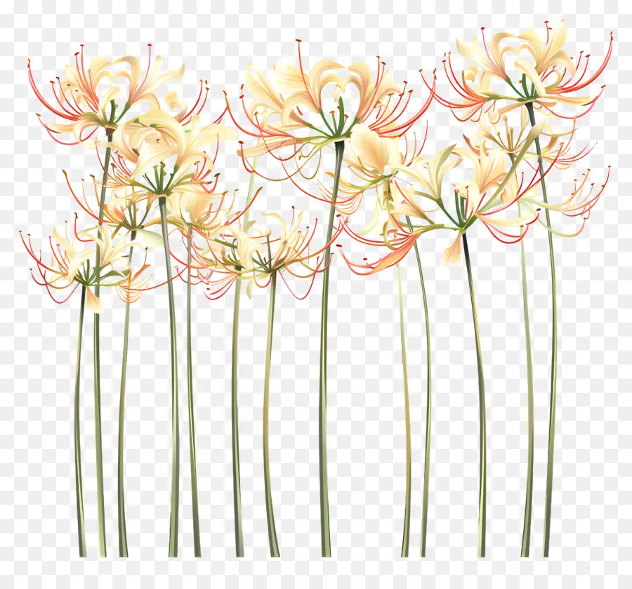 Lily Spider，Fleurs Blanches PNG