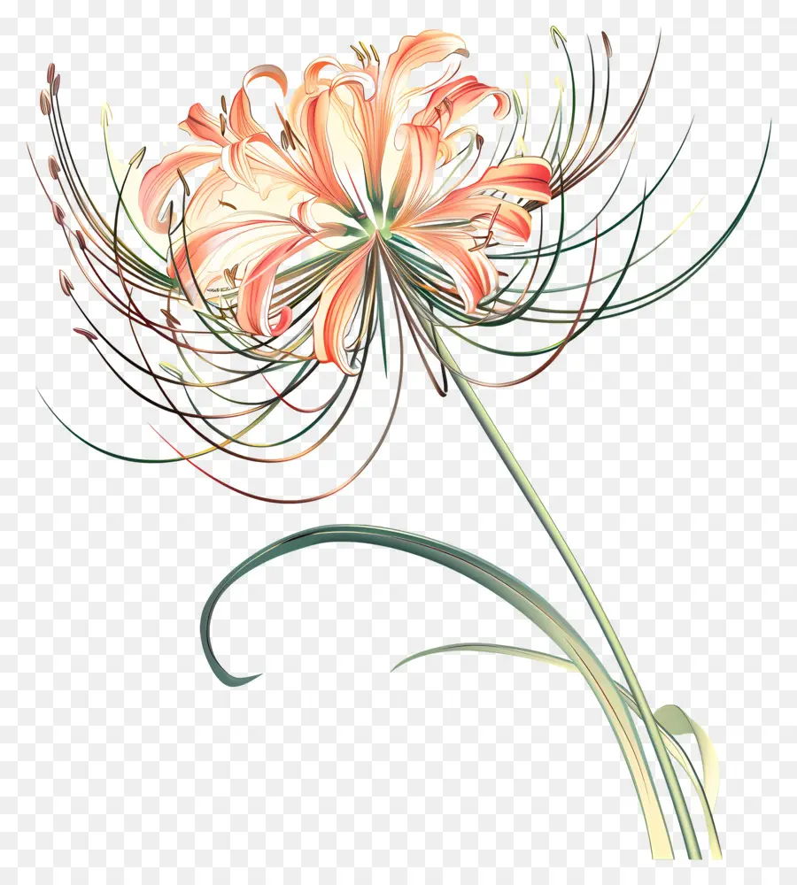 Lily Spider，La Fleur D'oranger PNG