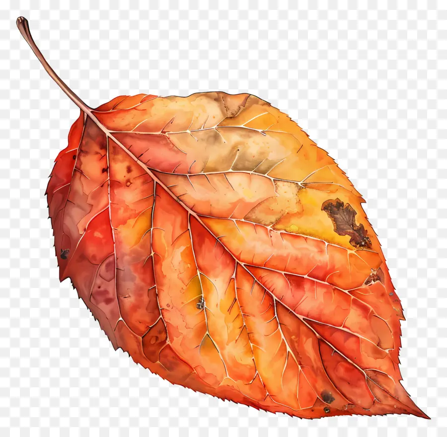 Clipart Fall Leaf，Feuilles D'automne PNG