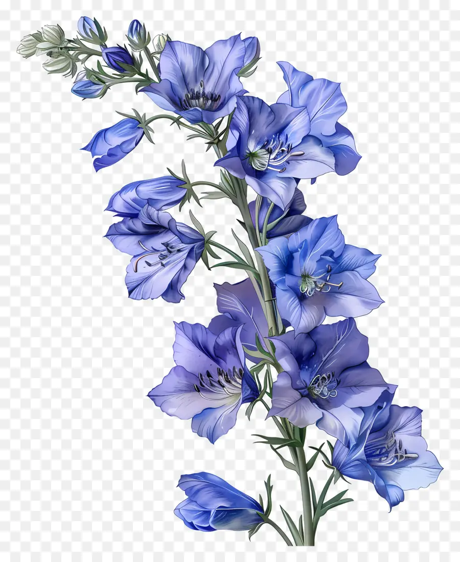 Fleur De Latérus，Fleur Bleue PNG