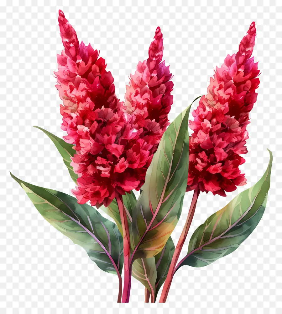 Fleur De Celosia，Fleurs Rouges PNG
