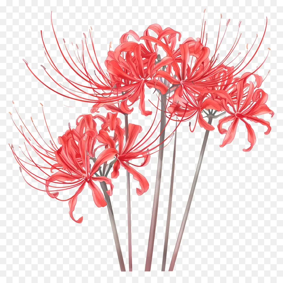 Lily Spider，Fleurs Rouges PNG