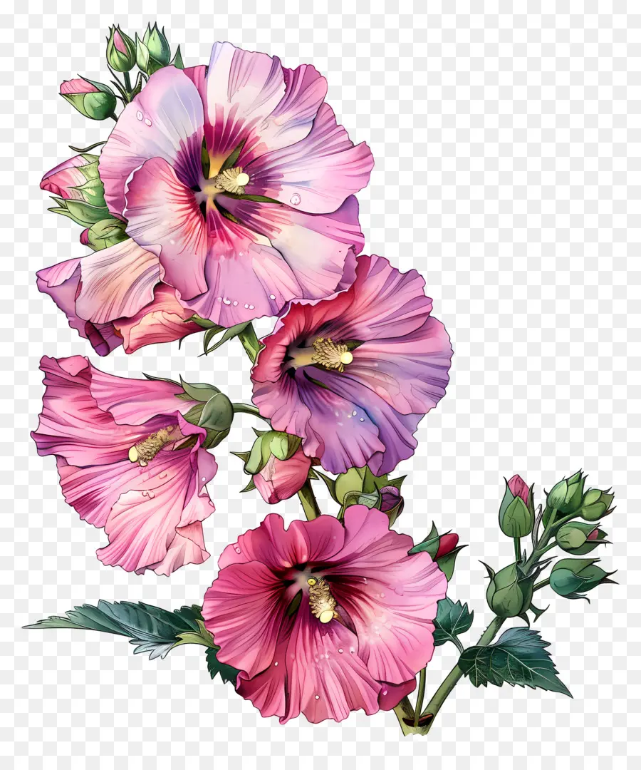 Rose Trémière，Fleurs D'hibiscus PNG