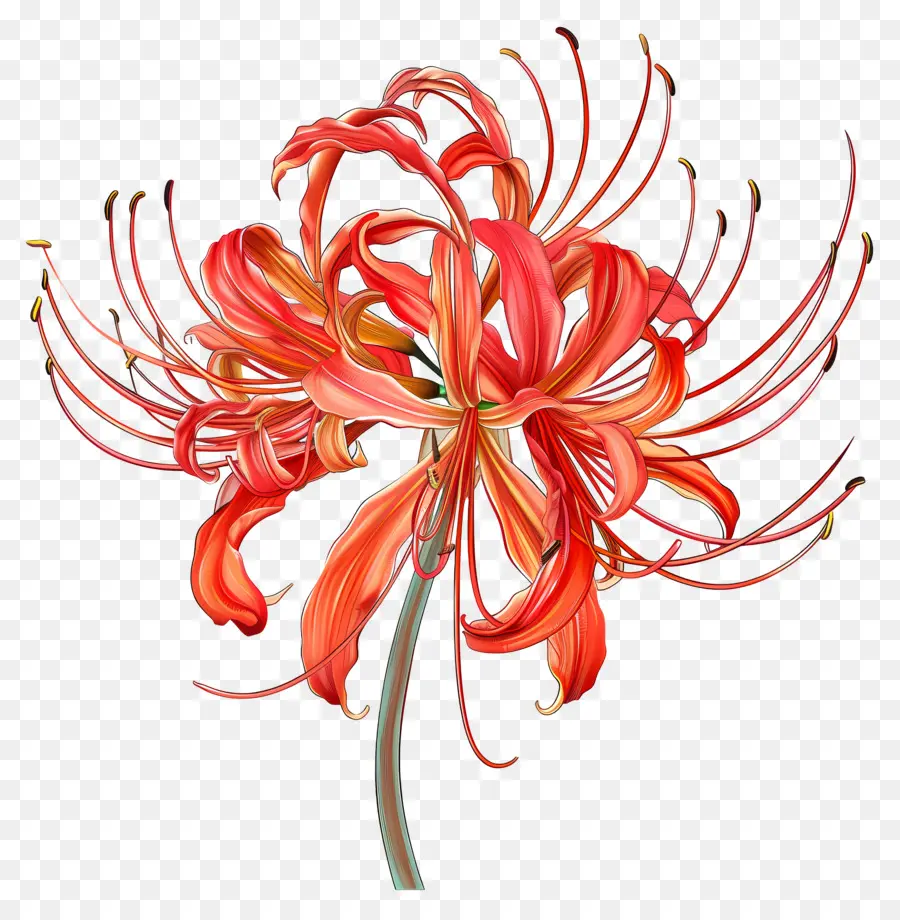 Lily Spider，Fleur Rouge PNG