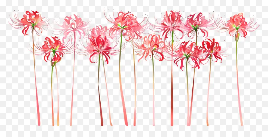Lily Spider，Fleurs Roses PNG