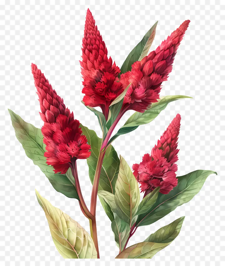 Fleur De Celosia，Fleurs Rouges PNG