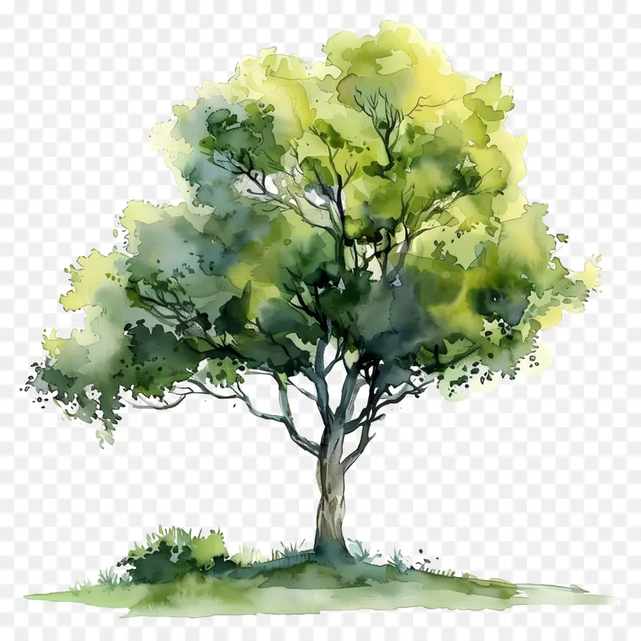 Plan D'arbre à Aquarelle，L'arbre De La Peinture PNG