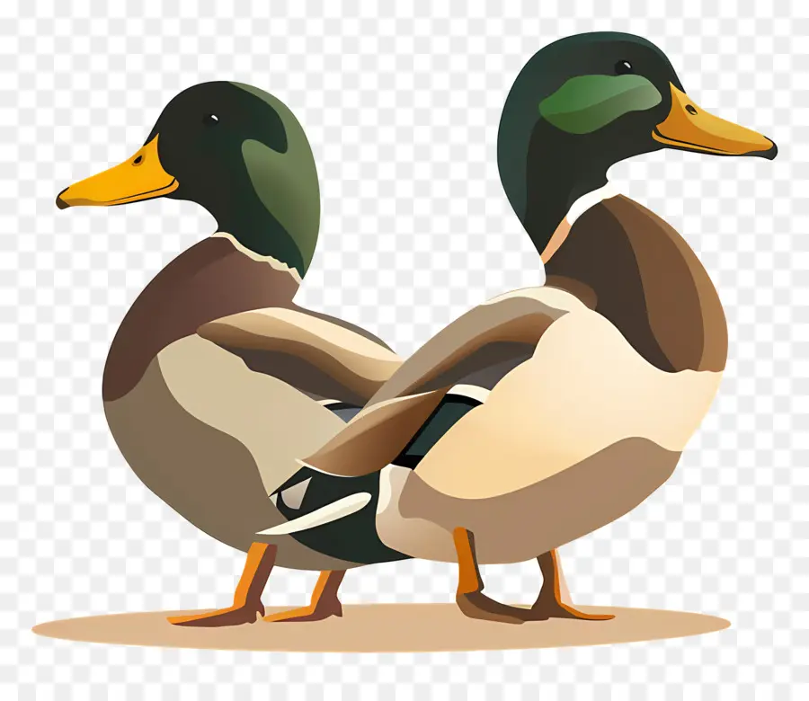 Les Canards，Canards Colverts PNG