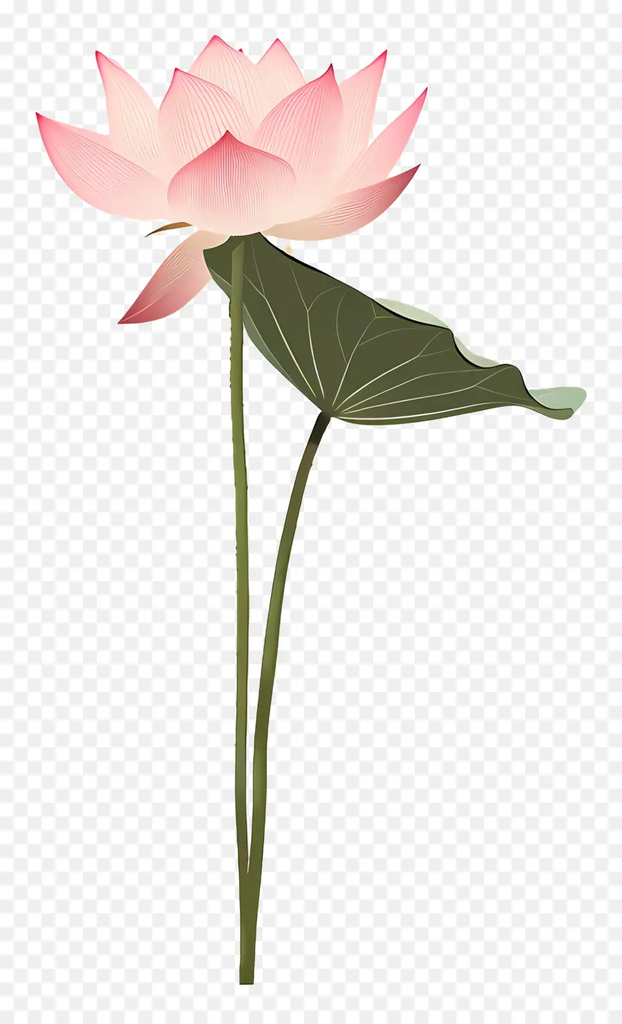Fleur De Lotus，Des Pétales De Rose PNG