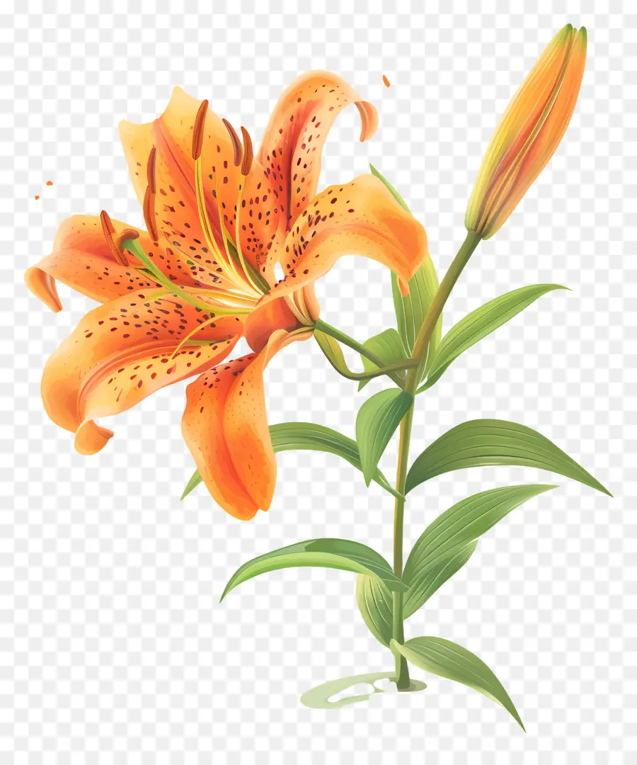 Lily Tiger，Lys Orange PNG