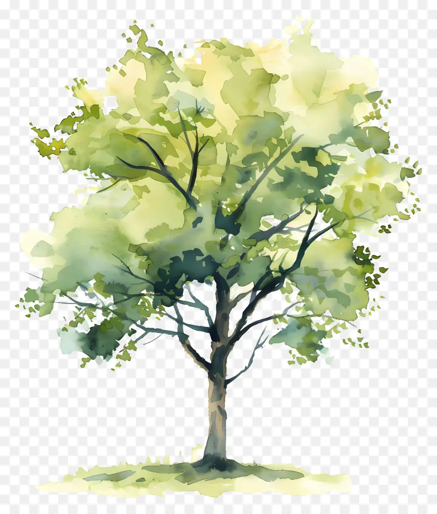Plan D'arbre à Aquarelle，Arbre PNG