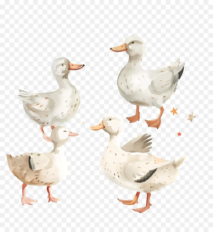 Les Canards，Blanc Canards PNG