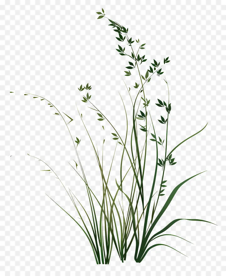 Herbe Fleurie，Plante PNG