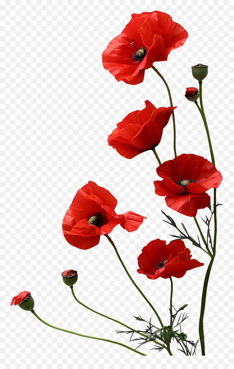 Journée De Commémoration De L'，Fleur Rouge PNG