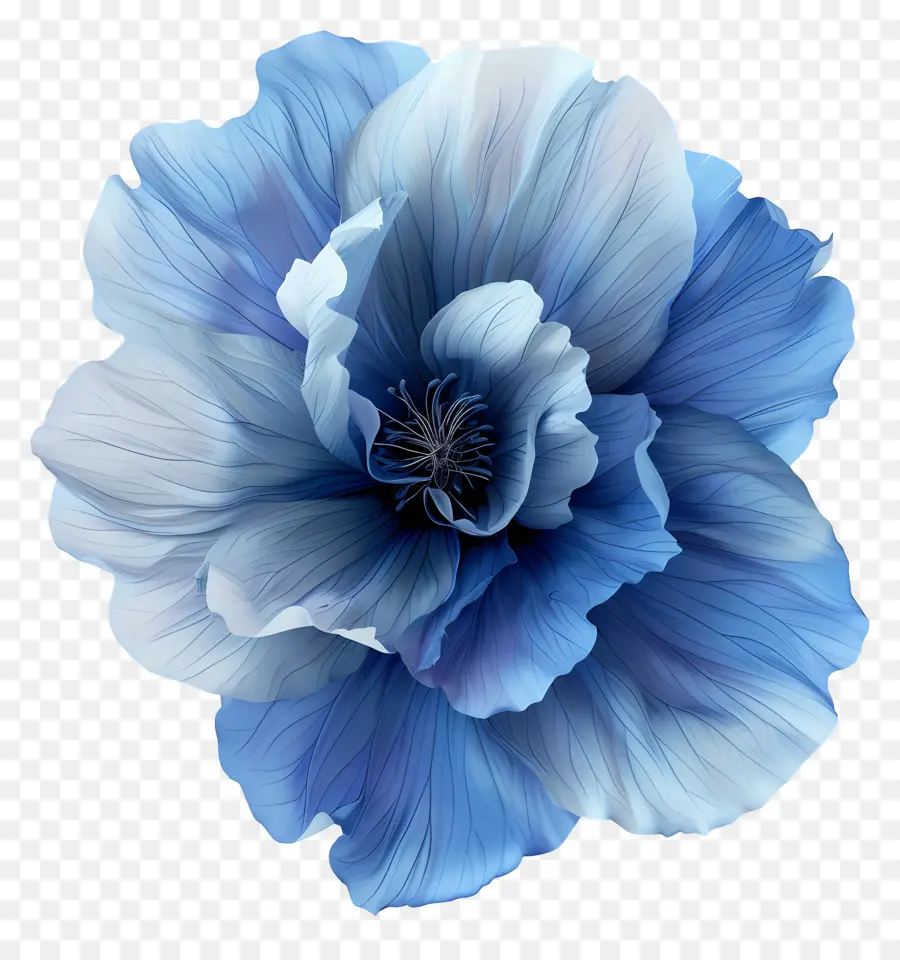 Fleur Bleue，Fleur De Pavot Bleu PNG